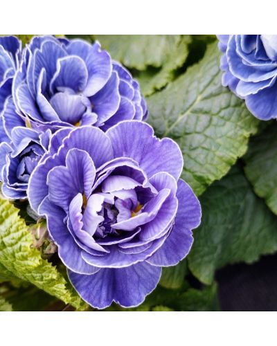 Primula ou Primevere des Jardins Belarina Amethyst Ice