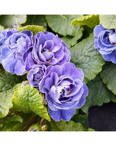 Primula ou Primevere des Jardins Belarina Amethyst Ice