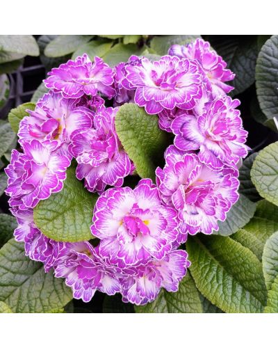 Primula ou Primevere des Jardins Belarina Lively Lilac