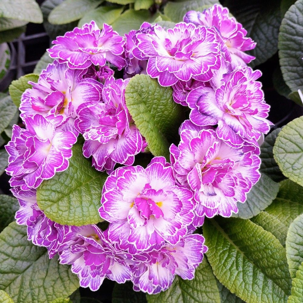 Primula ou Primevere des Jardins Belarina Lively Lilac